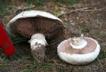 Agaricus bernardii - Fungi Species | sokos jishebi | სოკოს ჯიშები